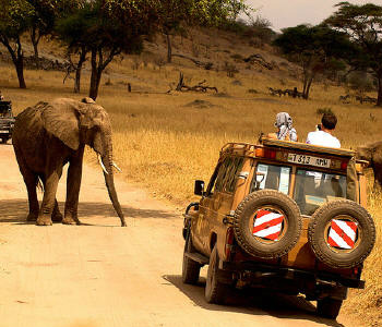 Safári na África. Foto: OMT