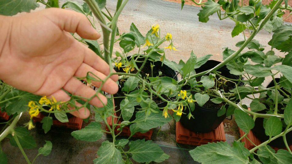 Tecnologia de cultivo protegido é destaque na produção de tomate em Ponta Porã Foto: Divulgação