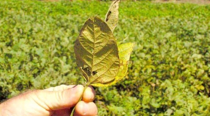 Plantio de soja com ferrugem asiática Foto: (Divulgação)