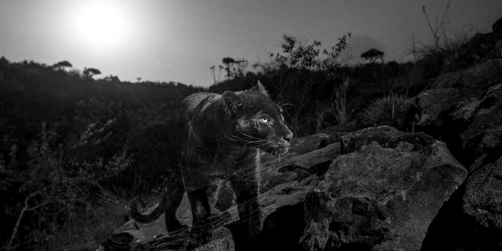 Fotografo captura belas imagens de pantera-negra no Quênia Fotografo captura belas imagens de pantera-negra no Quênia