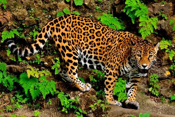 Onça-pintada: a população do felino ainda não se recuperou totalmente, mas aumenta uma média de 7,8% nas áreas de proteção da WCS (Julie Larsen Maher/Divulgação)