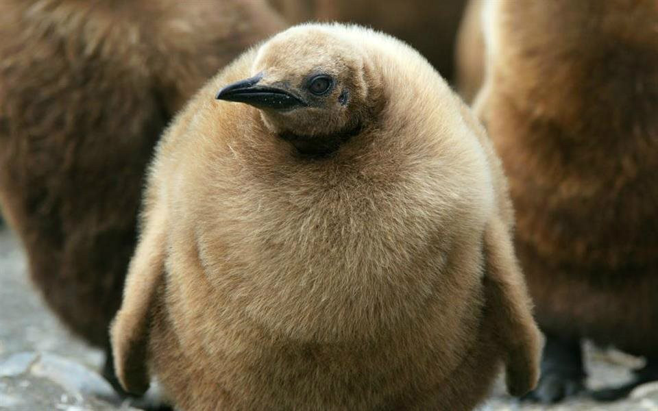 12 animais fofos e peludos que vão ganhar seu coração