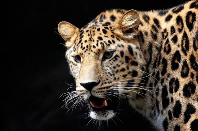 Leopardo, um felino na zona do crepúsculo