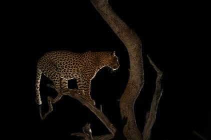 Leopardo, um felino na zona do crepúsculo