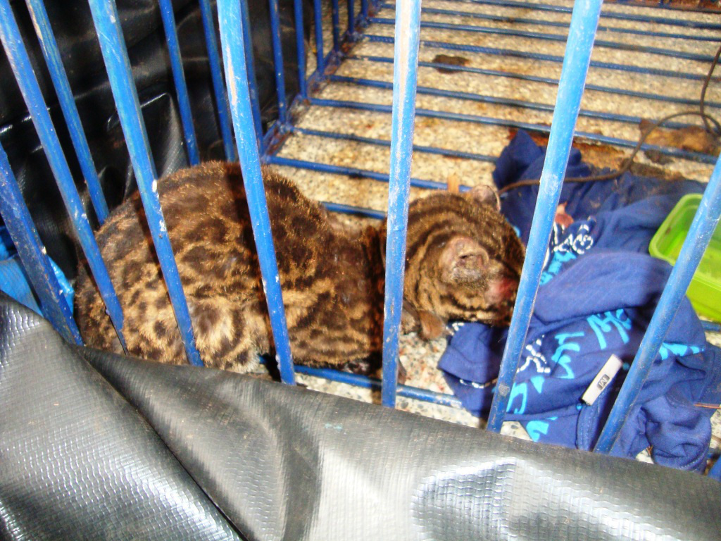 PMA recolhe filhote de gato-do-mato vítima de incêndio PMA recolhe filhote de gato-do-mato vítima de incêndio