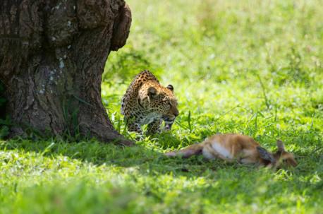 Leopardo, um felino na zona do crepúsculo