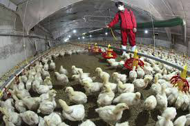 Confirmada primeira morte por gripe aviária na China em 2015