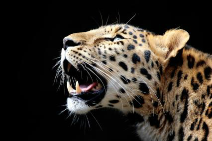 Leopardo, um felino na zona do crepúsculo