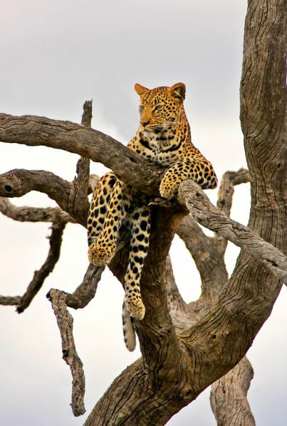 Leopardo, um felino na zona do crepúsculo