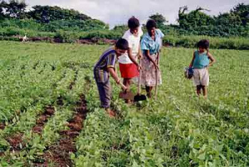 Agricultores familiares criam confederação nacional