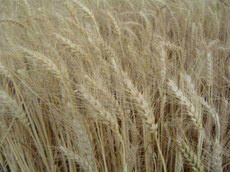 Produtores de trigo do Sul terão apoio para quitar dívidas da safra atual O prazo é de seis meses de pagamento e a taxa de juros de 8,75% ao ano, semelhante ao do crédito ruralFoto: Divulgação