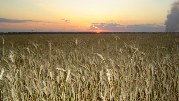 Trigo em MS reduz área. Importações estimulam alta dos preços e competição Trigo em MS reduz área. Importações estimulam alta dos preços e competição