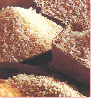 Conab leiloa hoje arroz de estoque de MS Conab leiloa hoje arroz de estoque de MS