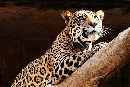 Onça Pintada volta à natureza através de ONG parceira da Vetnil