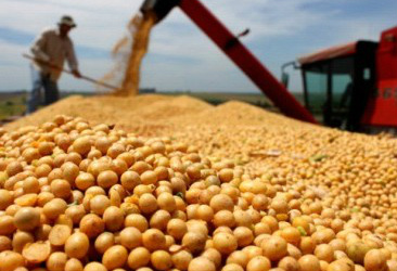 Soja: Exportação atinge recorde e processamento cai no Brasil Soja: Exportação atinge recorde e processamento cai no Brasil