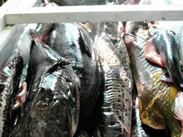 PMA prende servidor público que ofereceu aos policiais 30 kg de pescado