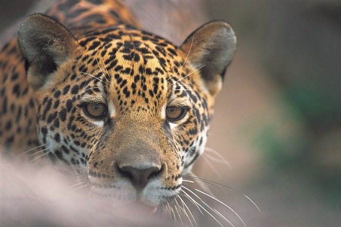 Dados foram comparados aos genomas de outros quatro grandes felinos 