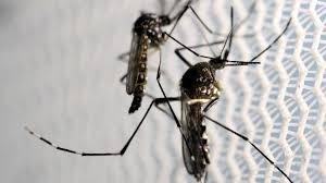 Justiça autoriza empresa a comercializar Aedes aegypti modificado Foto: Divulgação