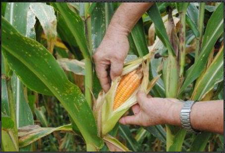 Silagem pode minimizar prejuízos a agricultores