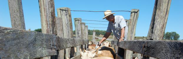 Paraguai admite falha na vacinação do gado