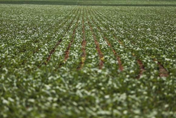 Plantação de soja em Goiás Marcelo Camargo/Arquivo/Agência Brasil