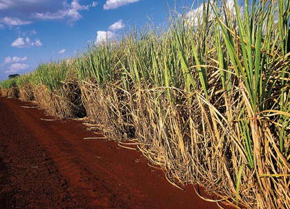 Cana de açúcar