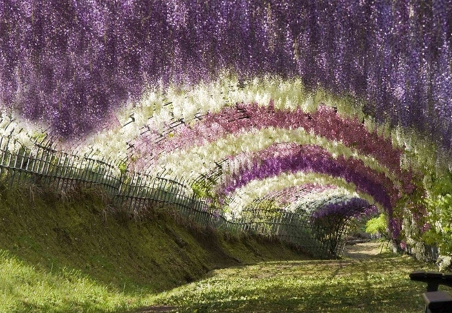 TÚNEL WISTERIA – JAPÃOA cascata de flores roxas parece ter saído de um dos quadros de Claude Monet, mas a paisagem é real e pode ser apreciada pelos visitantes do Kawachi Fuji Gardens, em Kitakyushu,no Japão. As plantas formam um túnel, que impressiona pela densidade e pela mistura dos tons de verde e de lilás.
