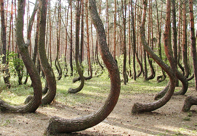 CROOKED FOREST – POLÔNIAEstas árvores de tronco envergado remetem aos filmes de fantasia, no maior estilo Senhor dos Anéis e Harry Potter. No entanto, as espécies são de verdade e foram plantadas por fazendeiros no oeste da Polônia, na década de 1930. As árvores ganharam este formato por conta da intervenção dos homens, mas o que continua sendo um mistério é o motivo que levou os responsáveis a concretizarem esta ideia. 