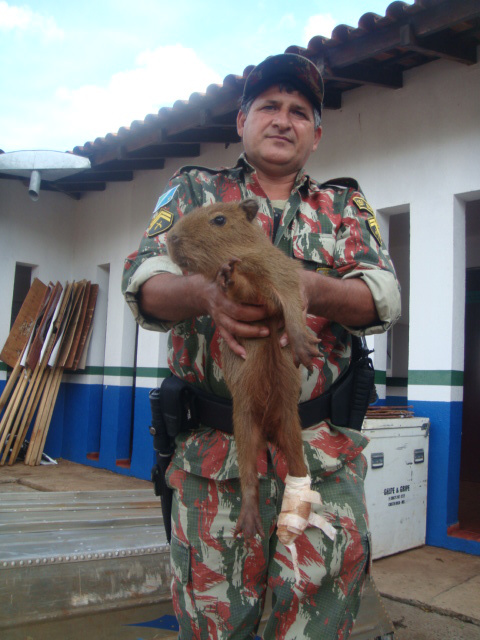 PMA captura filhote de capivara com pata cortada na capital