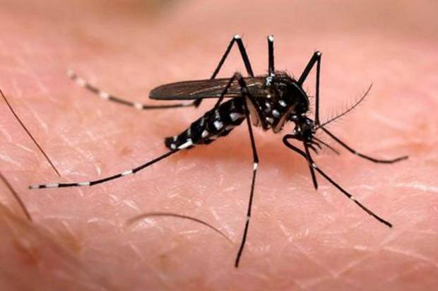 Casos suspeitos de microcefalia chegam a 1.761 no Brasil Autoridades dizem que os casos de microcefalia podem estar relacionados ao vírus Zika, transmitido pelo mosquito da dengue