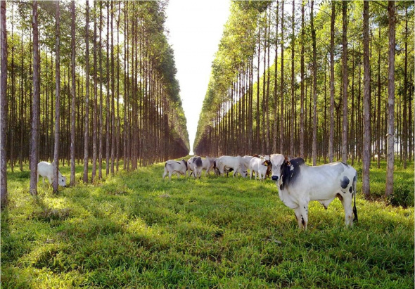 Tecnologia da Embrapa quer integrar pecuária e lavoura Integração Lavoura-Pecuária-Floresta já é realidade em Rondônia e reanima produtores / Foto: Divulgação