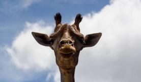 Girafa Yvelise, do Zoológico de Brasília, morreu neste domingo, 25 de março de 2018Divulgação/Zoológico de Brasília