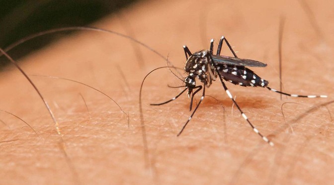 SES ressalta sobre cuidados para prevenir dengue SES ressalta sobre cuidados para prevenir dengue