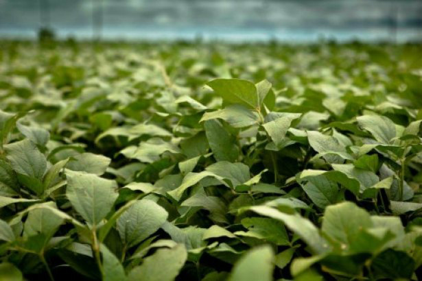 Plantio de soja atinge 5,8% em MS Plantio de soja atinge 5,8% em MS