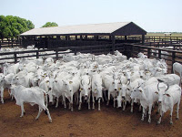 Ministério não reconhece GTA emitida pelos sindicatos rurais