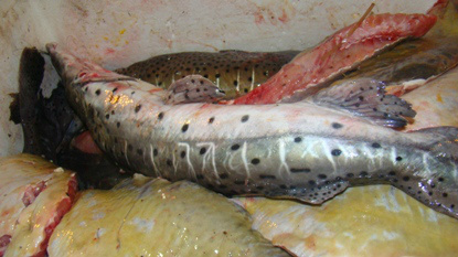 PMA inicia fiscalização dos estoques de pescados dos estabelecimentos comerciais PMA inicia fiscalização dos estoques de pescados dos estabelecimentos comerciais