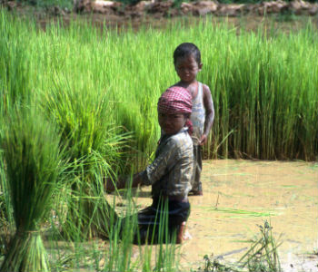 Trabalho infantil na agricultura. Foto: FAO/J. Thompson
