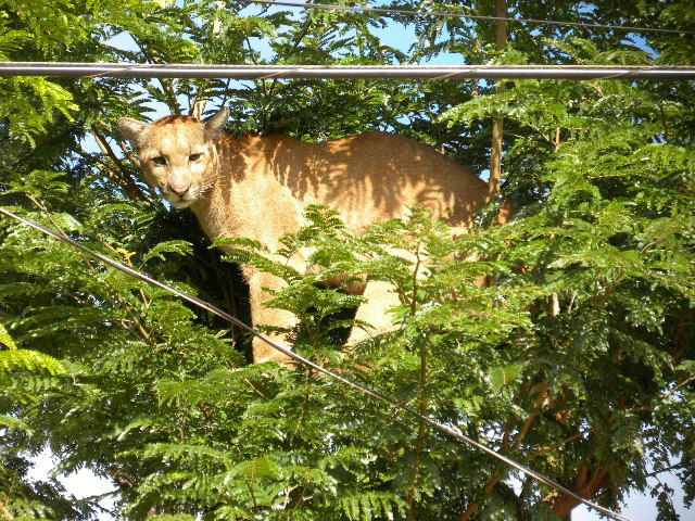 Onça pintada se refugia em árvore em bairro de Caarapó Morador enontrou onça em cima da árvore após cachorro latir durante a manhã