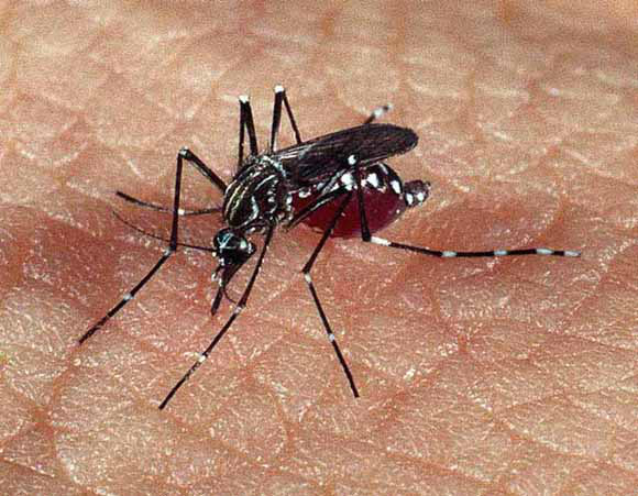 Ministério da Saúde divulga novos casos de microcefalia Ministério da Saúde divulga novos casos de microcefalia