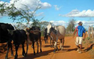 Quem cria até 15 cabeças de gado à margem das estradas de MS também foi beneficiado