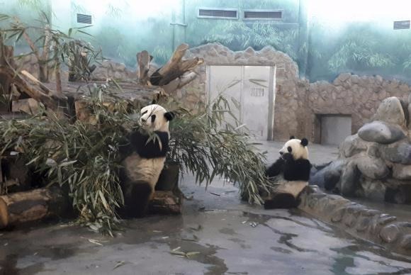 Pandas de 2 anos se refugiam do calor em instalações com ar condicionado na Base de Pesquisa e Reprodução dos Pandas Gigantes de Chengdu, capital da província de Sichuan Ana Cristina Campos/Agência Brasil