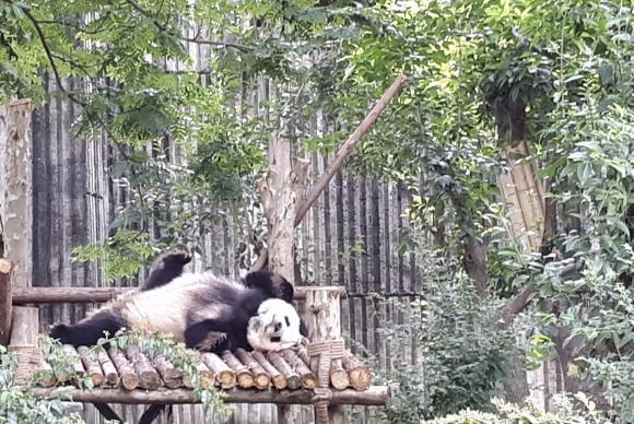 Na Base de Pesquisa e Reprodução dos Pandas Gigantes de Chengdu, capital da província de Sichuan, pandas dormem na maior parte do diaAna Cristina Campos/Agência Brasil