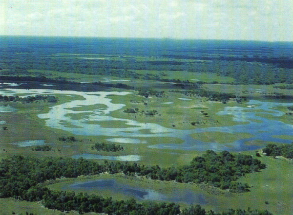 Novo Código Florestal ameaça o Pantanal Novo Código Florestal ameaça o Pantanal
