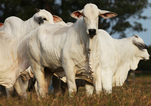 Termina a segunda fase da vacinação contra aftosa
