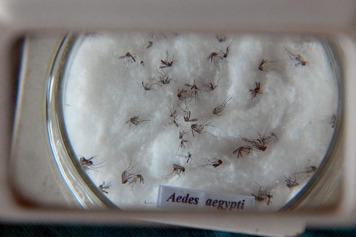 Casos de dengue no Brasil aumentam 149% em janeiro deste ano Casos de dengue no Brasil aumentam 149% em janeiro deste ano