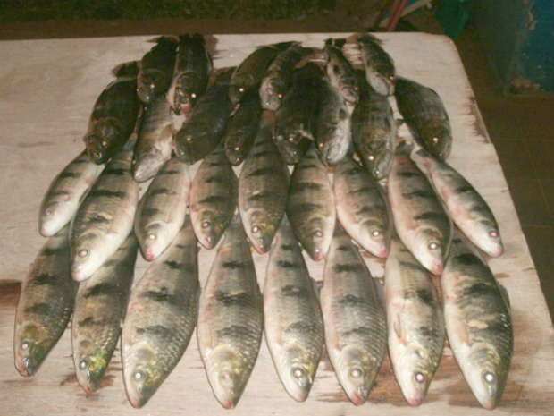 PMA autua em R$ 1.050,00 pescador paulista por pescar sem licença