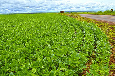 Umidade do solo é favorável na maior parte das regiões produtoras Foto: Ascom Famasul