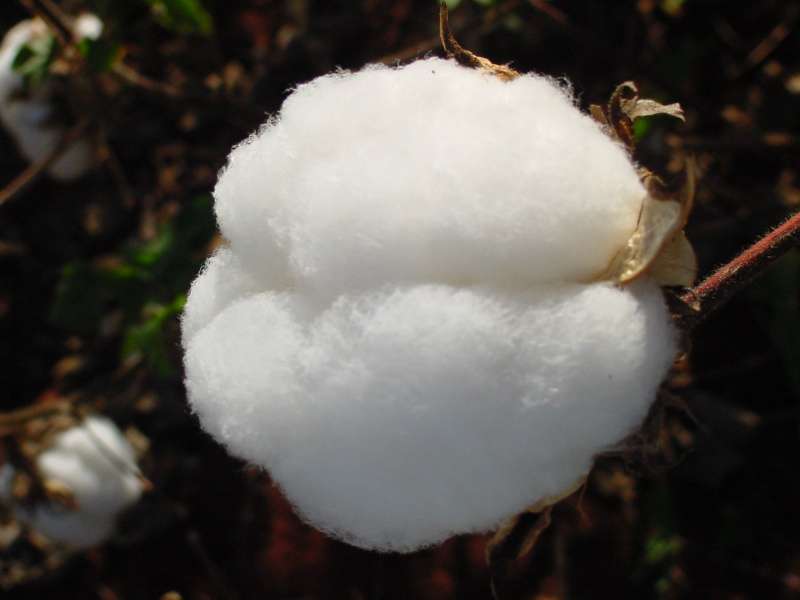 Nas regiões: Central, Norte e Nordeste o algodão está em desenvolvimento vegetativo e em fase reprodutiva