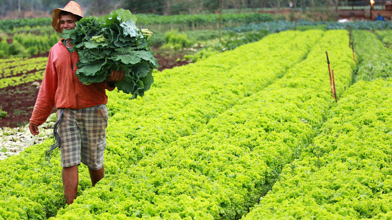 Produtores rurais de MS ganham capacitação gratuita novembro