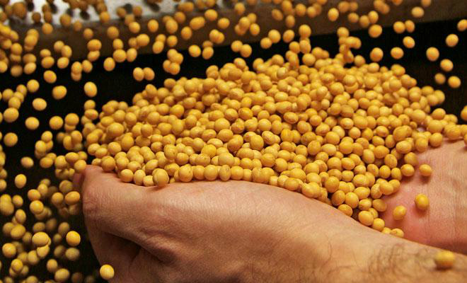 VBP da agropecuária em MS deve ultrapassar R$ 25 bilhões no próximo ano VBP da agropecuária em MS deve ultrapassar R$ 25 bilhões no próximo ano